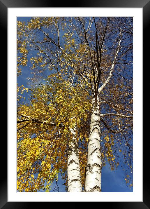  two birch trees  Framed Mounted Print by Marinela Feier