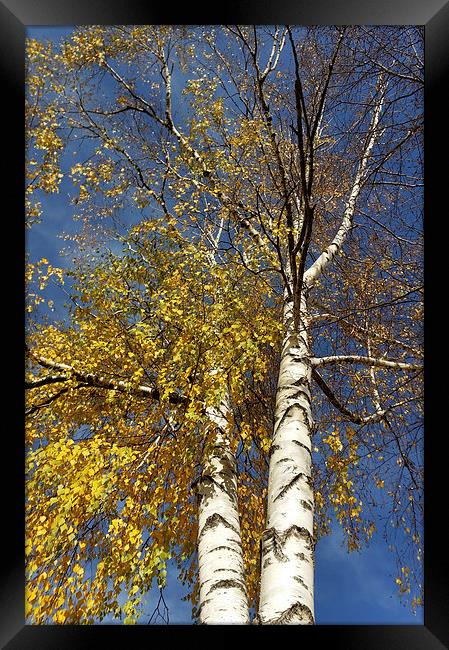  two birch trees  Framed Print by Marinela Feier