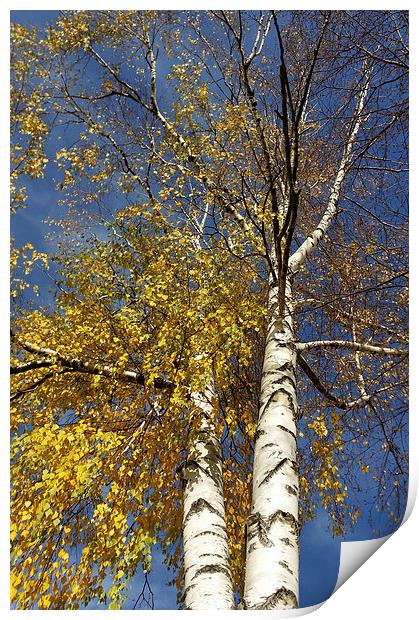  two birch trees  Print by Marinela Feier