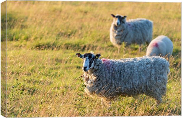 Sheep in sunset light Canvas Print by chris smith