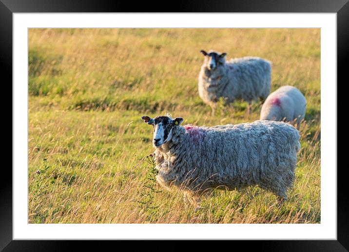 Sheep in sunset light Framed Mounted Print by chris smith