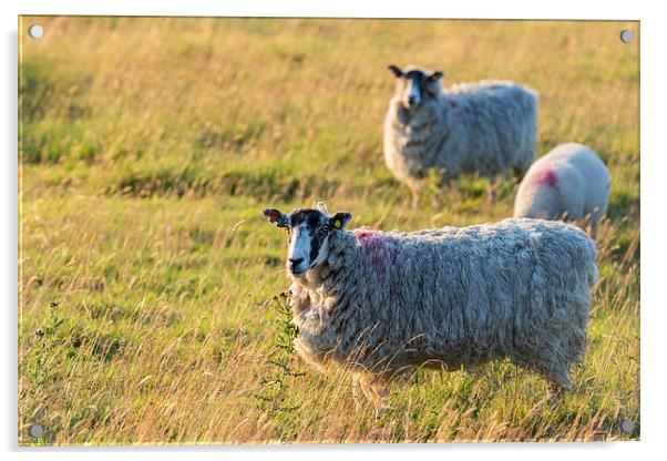 Sheep in sunset light Acrylic by chris smith
