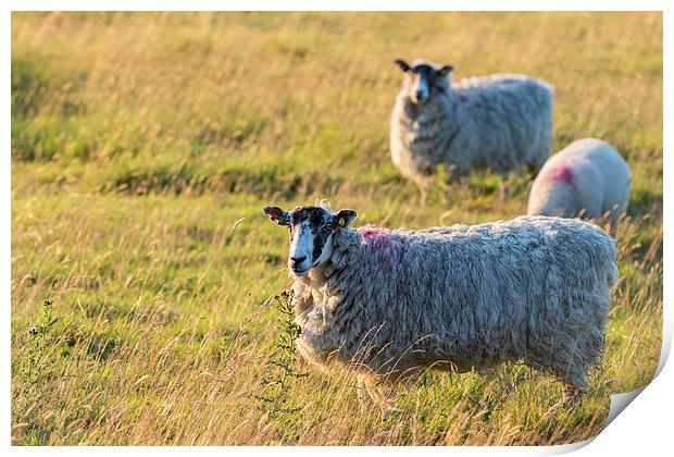 Sheep in sunset light Print by chris smith
