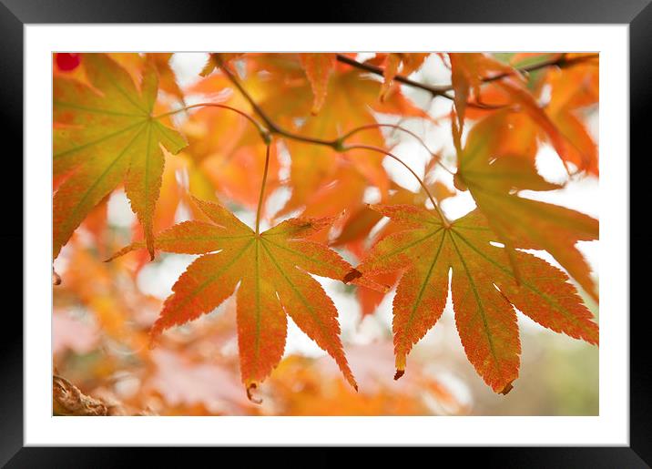  Autumn Joy  Framed Mounted Print by Jenny Rainbow