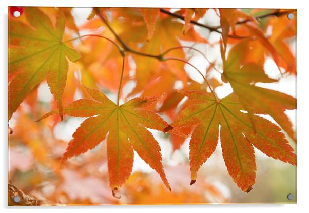  Autumn Joy  Acrylic by Jenny Rainbow