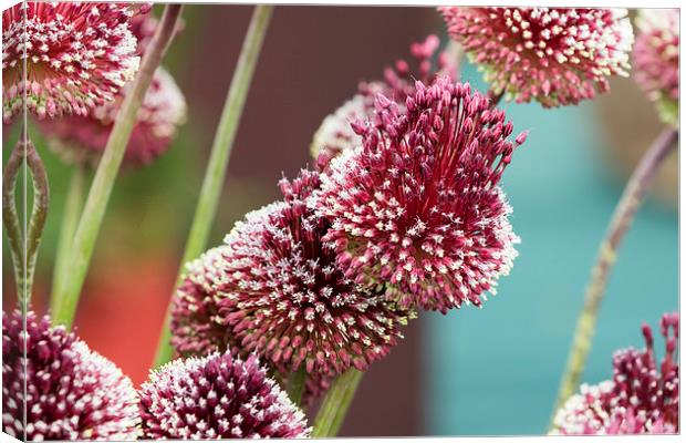 Allium mohican Canvas Print by chris smith
