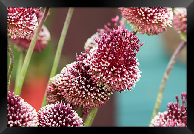 Allium mohican Framed Print by chris smith