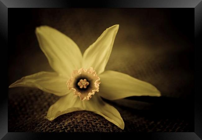  Vintage daffodil. Framed Print by chris smith