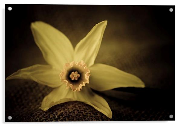  Vintage daffodil. Acrylic by chris smith