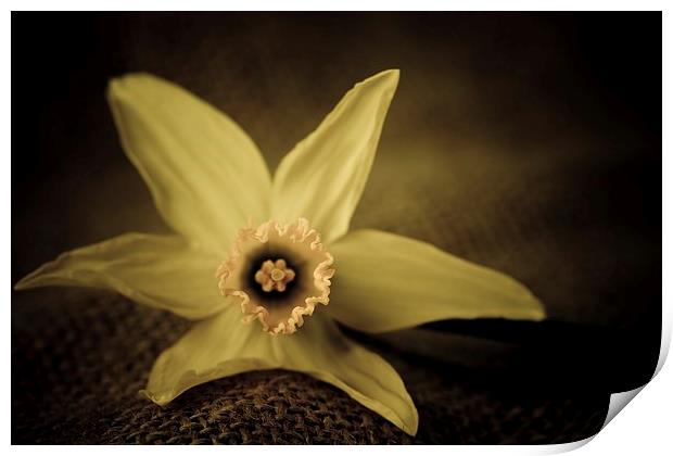  Vintage daffodil. Print by chris smith