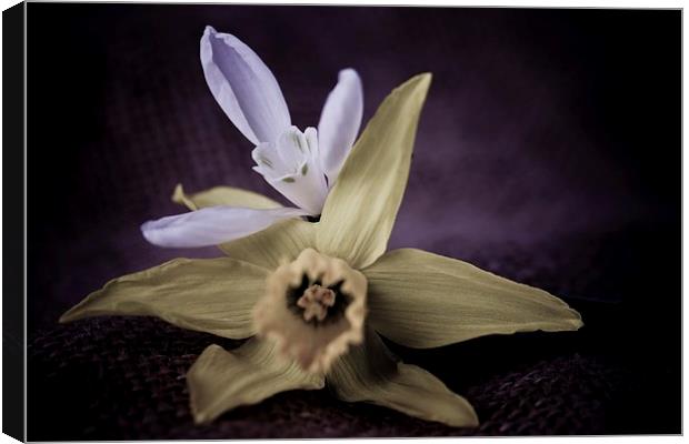  Vintage Daffodil and Snowdrop. Canvas Print by chris smith