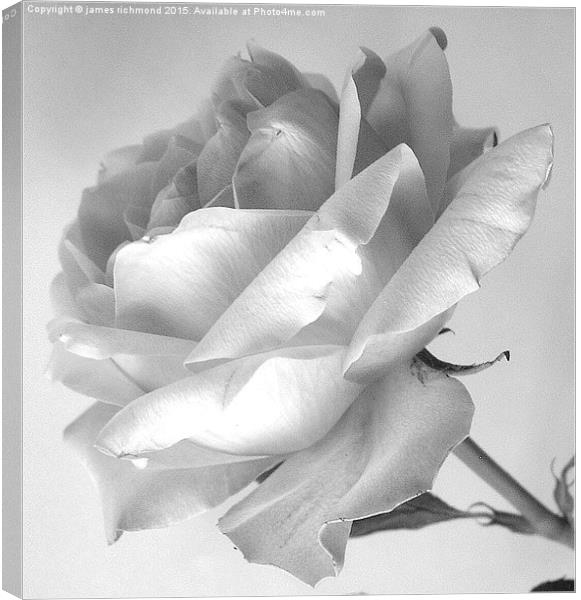  Tea Rose in monochrome Canvas Print by james richmond