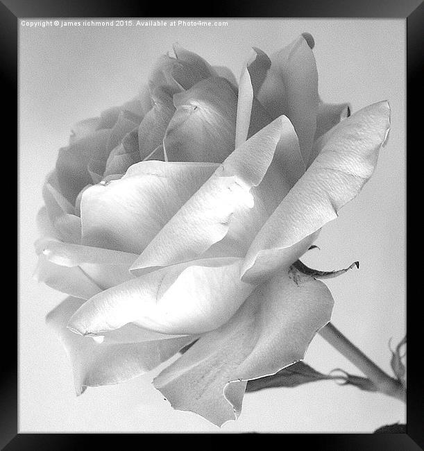  Tea Rose in monochrome Framed Print by james richmond