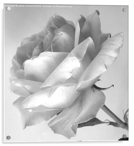  Tea Rose in monochrome Acrylic by james richmond