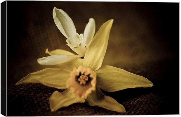  Vintage Daffodil and Snowdrop Canvas Print by chris smith