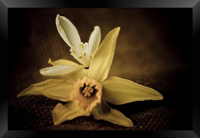  Vintage Daffodil and Snowdrop Framed Print by chris smith
