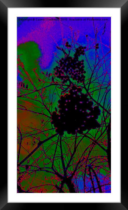 Winter Berries Framed Mounted Print by Carmel Fiorentini