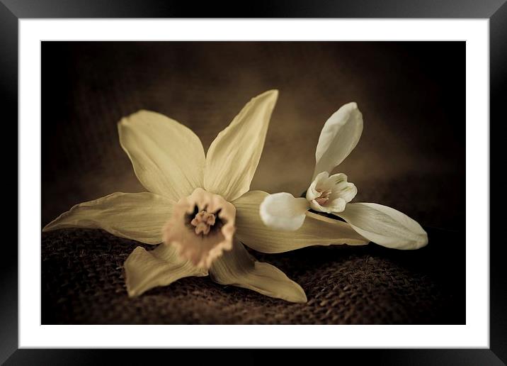  Vintage Daffodil and Snowdrop. Framed Mounted Print by chris smith