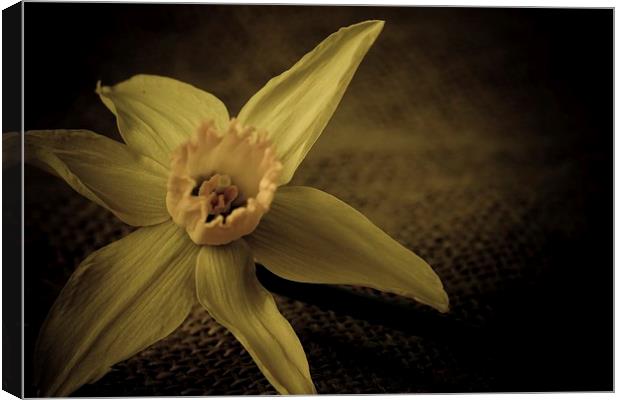  Vintage Daffodil. Canvas Print by chris smith
