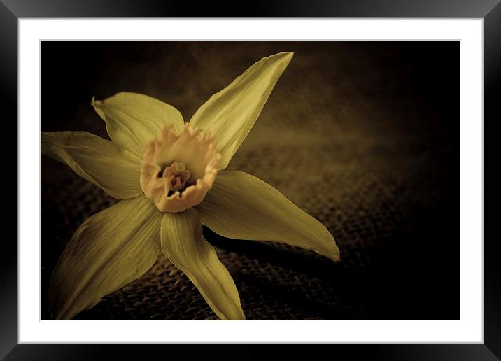  Vintage Daffodil. Framed Mounted Print by chris smith