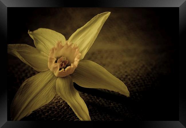  Vintage Daffodil. Framed Print by chris smith