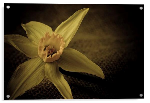  Vintage Daffodil. Acrylic by chris smith