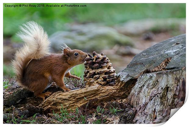  Red squirrel in the woods Print by Phil Reay