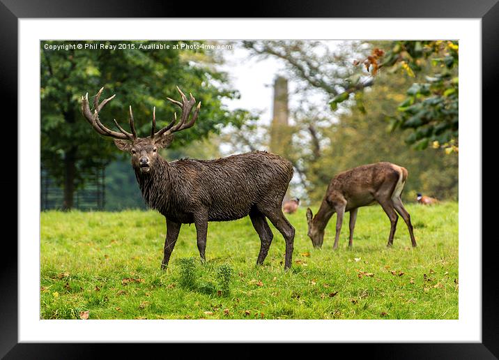  The Mighty Stag Framed Mounted Print by Phil Reay