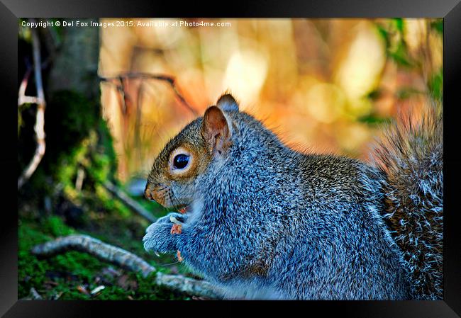 grey squirrel Framed Print by Derrick Fox Lomax