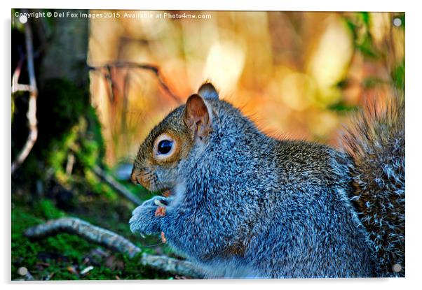  grey squirrel Acrylic by Derrick Fox Lomax