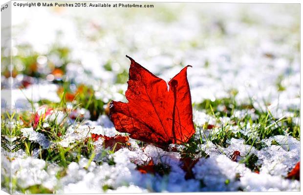Last Autumn Leaf Standing in First Snow of Winter Canvas Print by Mark Purches