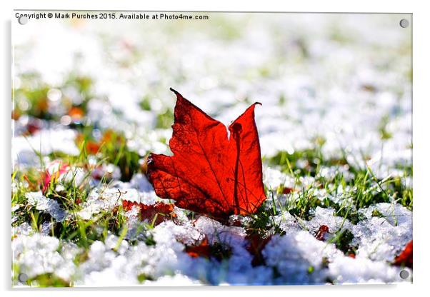 Last Autumn Leaf Standing in First Snow of Winter Acrylic by Mark Purches