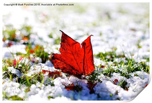Last Autumn Leaf Standing in First Snow of Winter Print by Mark Purches