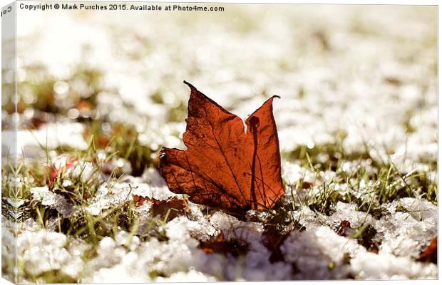 Last Autumn Leaf Standing in First Snow of Winter  Canvas Print by Mark Purches