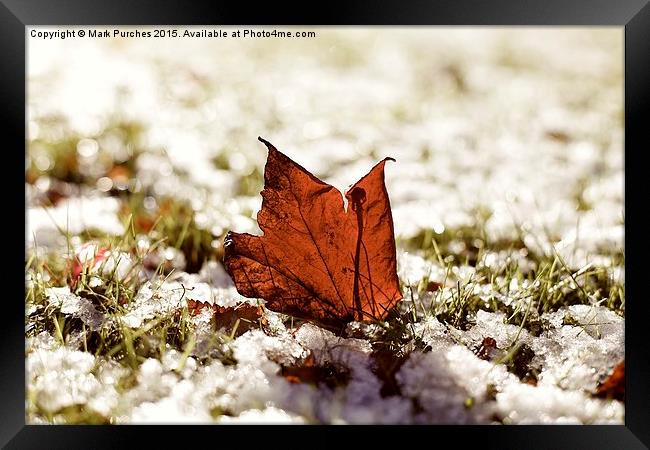 Last Autumn Leaf Standing in First Snow of Winter  Framed Print by Mark Purches