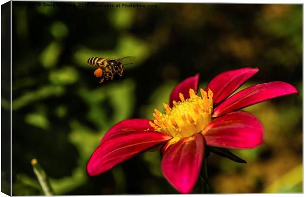  Bee, Pollen & Rudbeckia Canvas Print by Swapan Banik