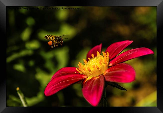  Bee, Pollen & Rudbeckia Framed Print by Swapan Banik