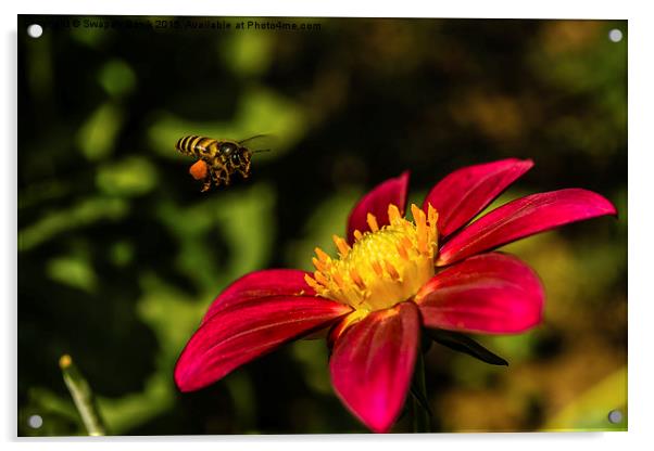  Bee, Pollen & Rudbeckia Acrylic by Swapan Banik