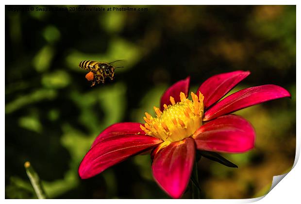  Bee, Pollen & Rudbeckia Print by Swapan Banik