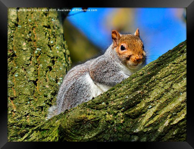  grey squirrel Framed Print by Derrick Fox Lomax