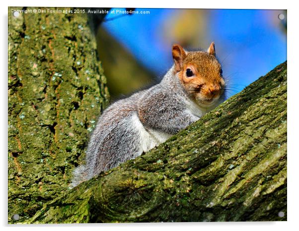  grey squirrel Acrylic by Derrick Fox Lomax