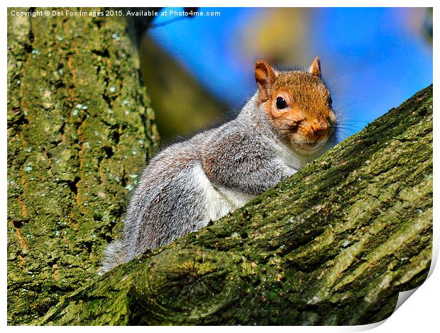  grey squirrel Print by Derrick Fox Lomax