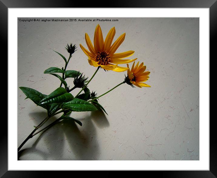 Sunflower , Framed Mounted Print by Ali asghar Mazinanian