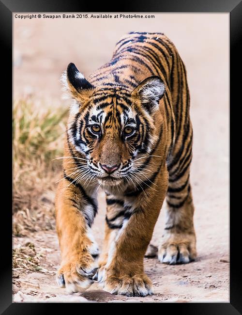 Cub of Tigress Noor, Ranthambore Framed Print by Swapan Banik
