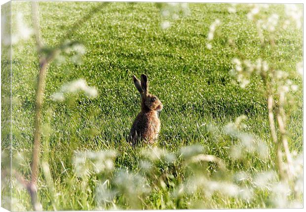  Hare on a sunny Spring day Canvas Print by Gary Pearson