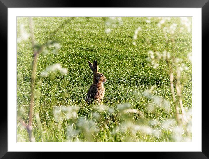  Hare on a sunny Spring day Framed Mounted Print by Gary Pearson