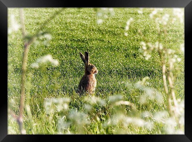  Hare on a sunny Spring day Framed Print by Gary Pearson