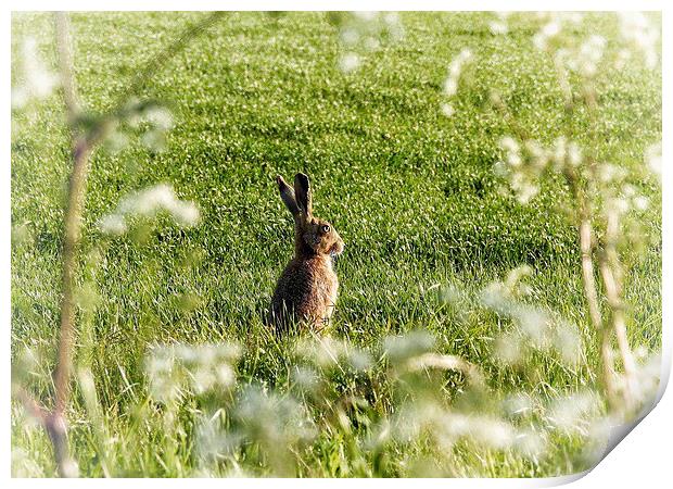  Hare on a sunny Spring day Print by Gary Pearson