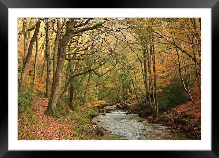  Autumn Trees at Watersmeet Framed Mounted Print by David Morton