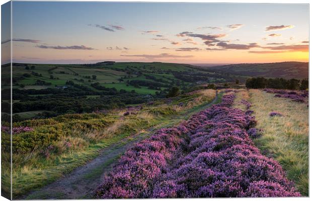  Purple Heather on a summer evening Canvas Print by Andrew Kearton